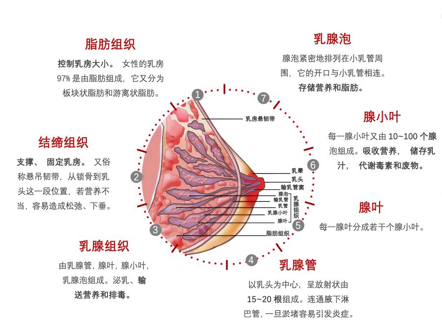 含量最多的脂肪(含量的多少决定了乳房的大小); 3,决定坚挺的结缔组织